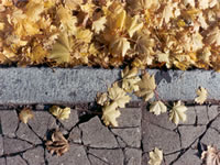 Leaves At The Curb